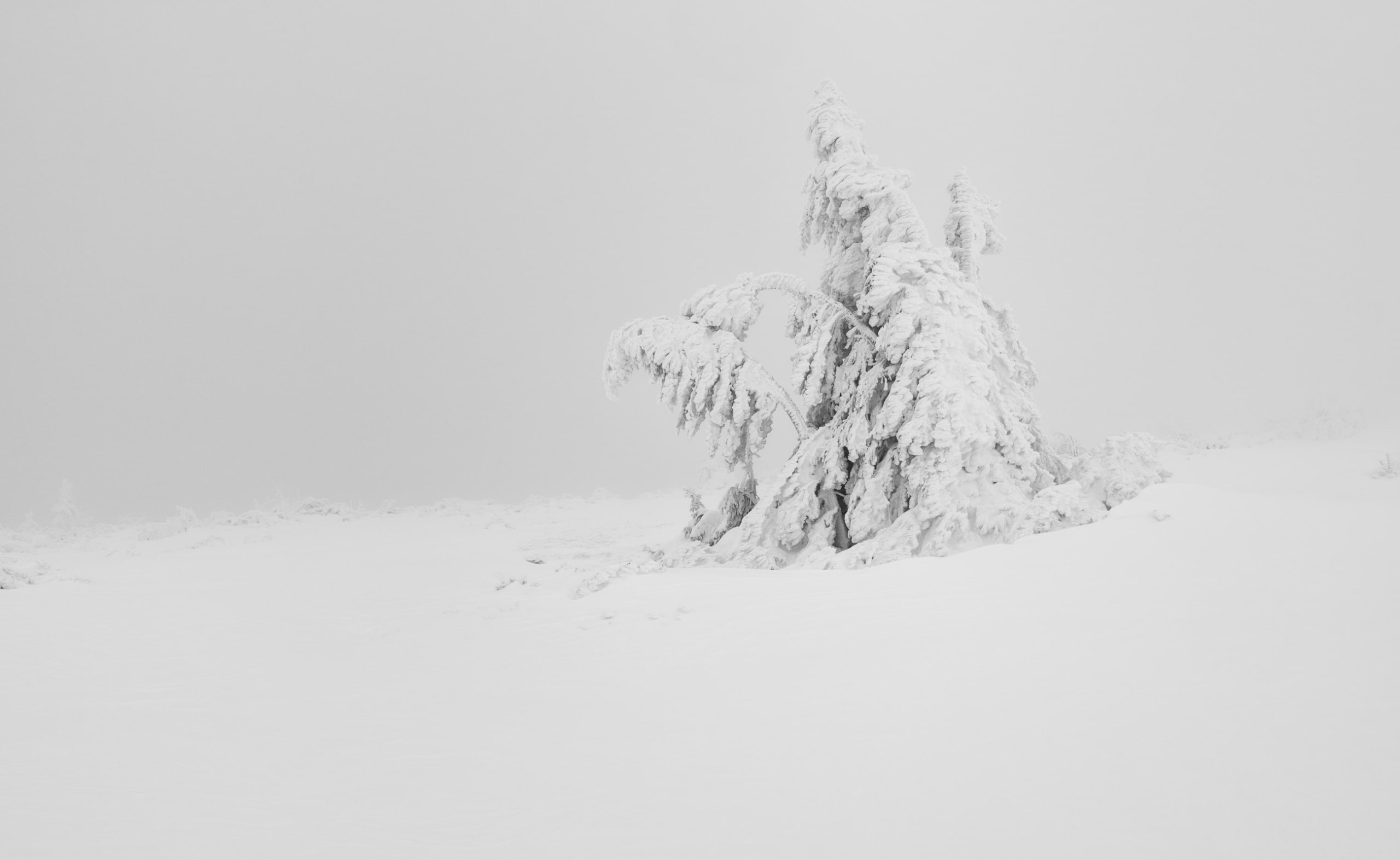 Albero innevato solitario bianco, 2560x1573 QHD, Laptop