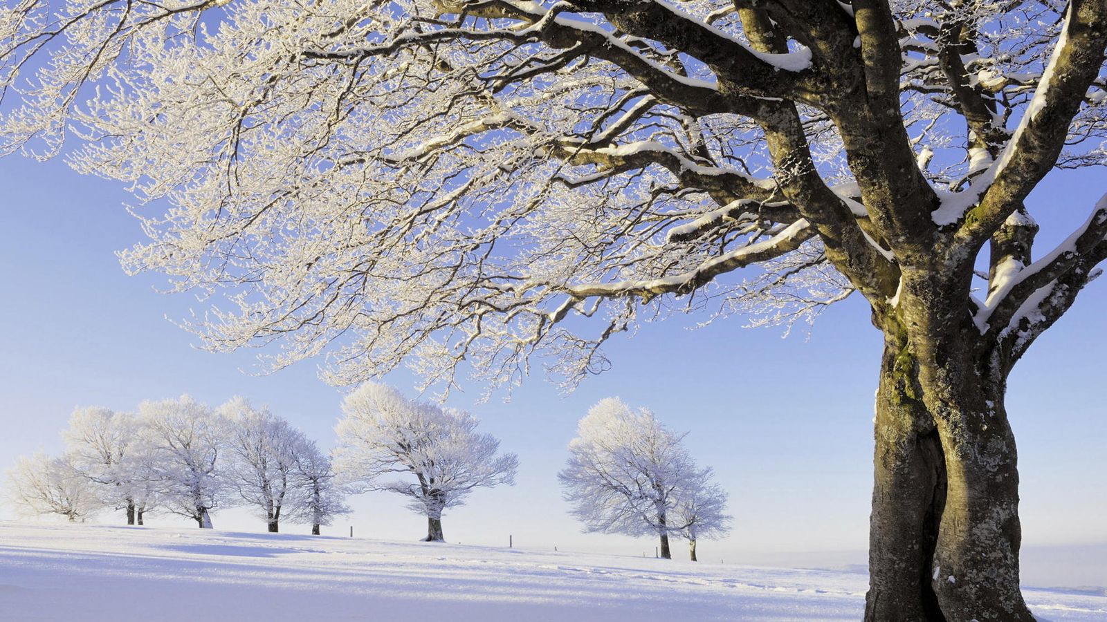 Alberi innevati in campo bianco, 1600x900 900p, Desktop