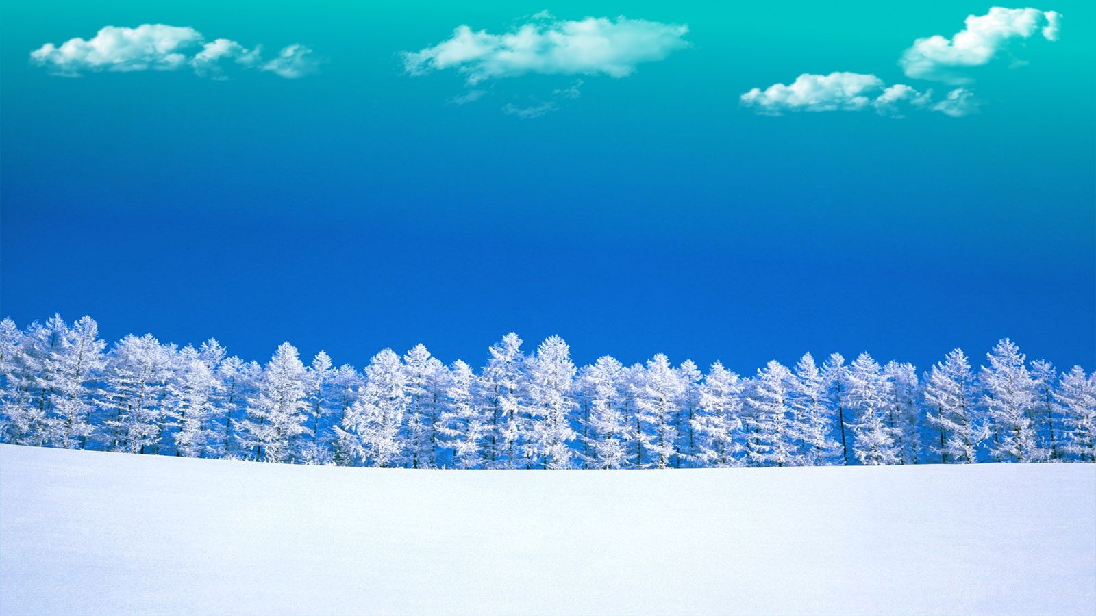 Alberi innevati con cielo blu, 1600x900 HD Ready, Desktop