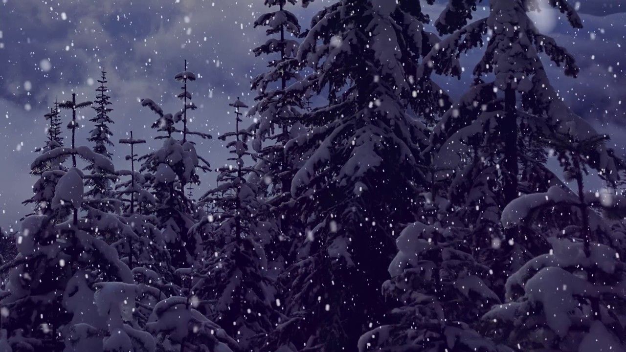 Neve che cade sugli abeti, 1280x720 HD, Desktop