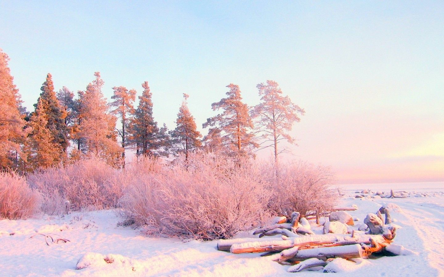 Alberi innevati alba rosa, 1440x900 HD, Desktop