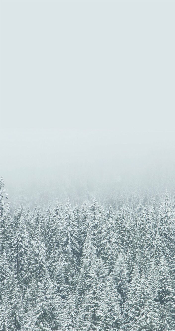 Foresta innevata nella nebbia, 706x1334 Verticale, Mobile