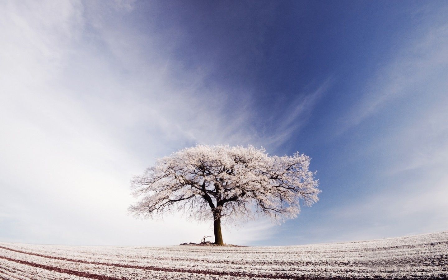 Albero innevato in campo, 1440x900 720p, Laptop