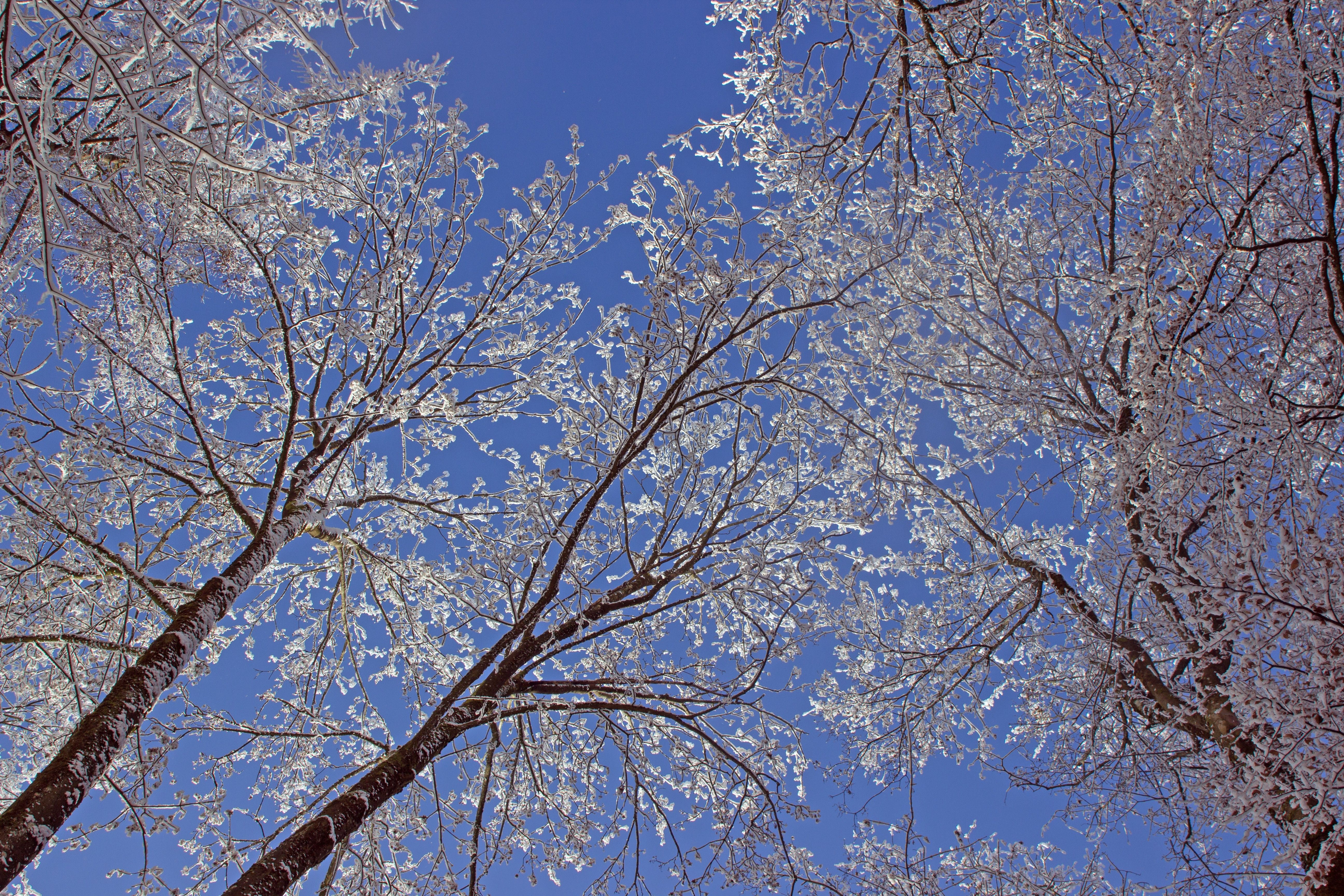 Rami innevati cielo blu, 5184x3456 Ultra HD, 4K TV