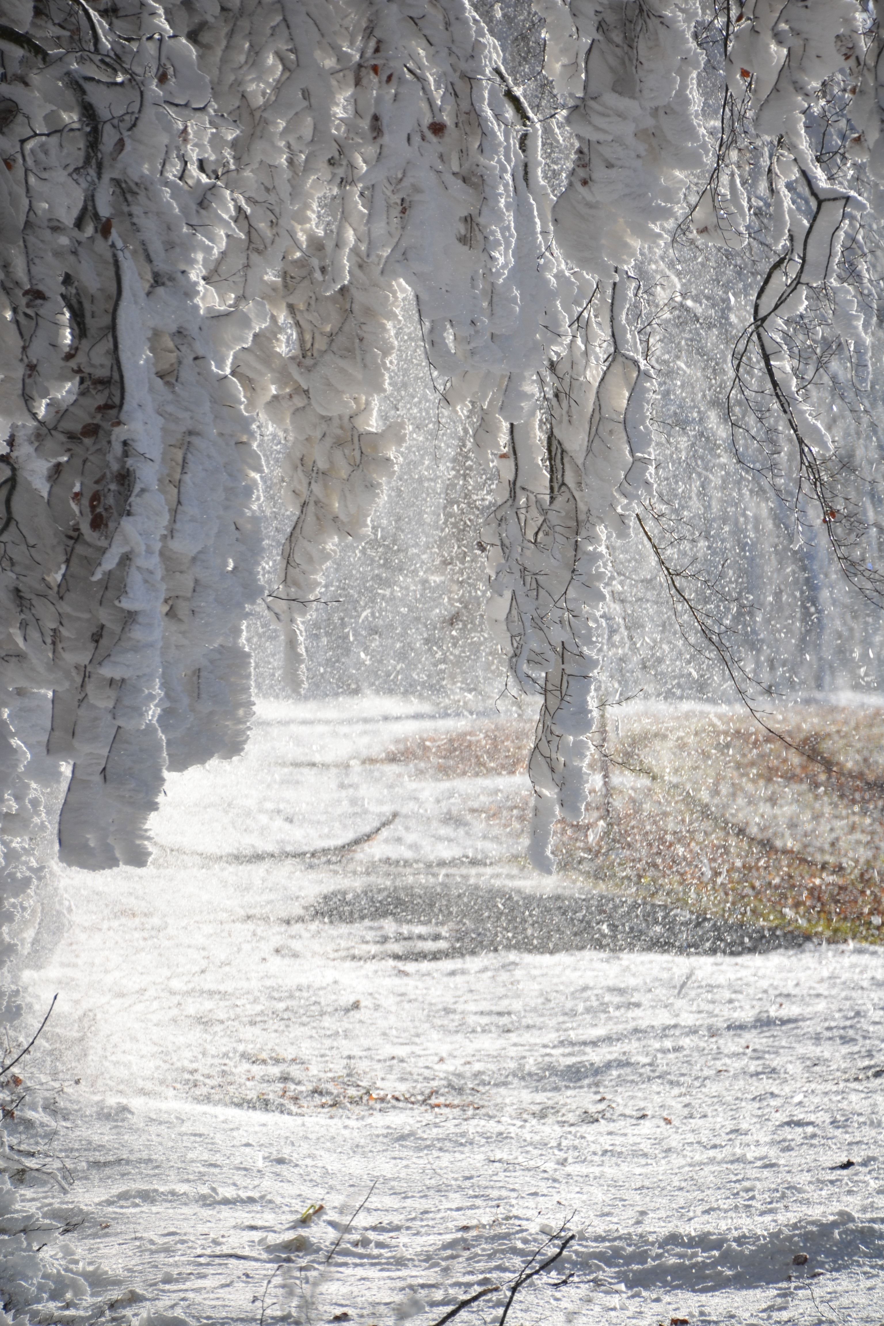 Alberi innevati viale invernale, 3072x4608 Full HD Verticale, iPhone