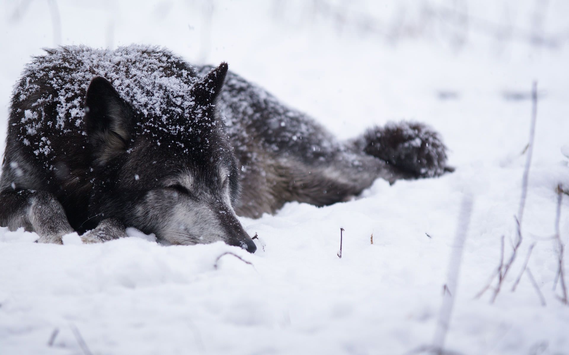 Lupo grigio nella neve, 1920x1200 Full HD+, Desktop