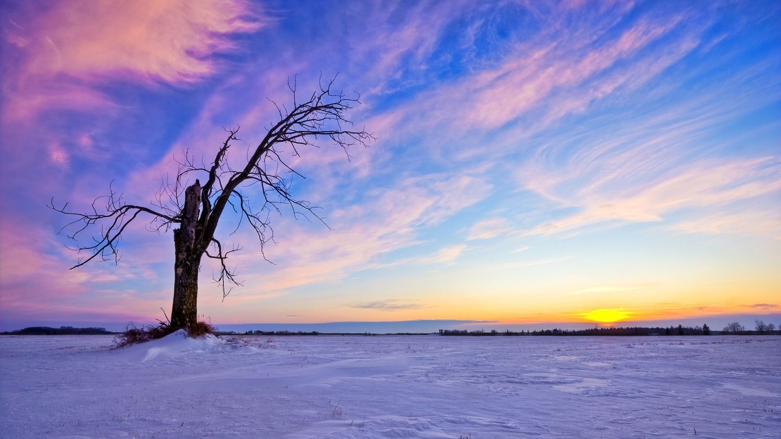 albero spoglio tramonto invernale, 1600x900 HD Ready, Desktop