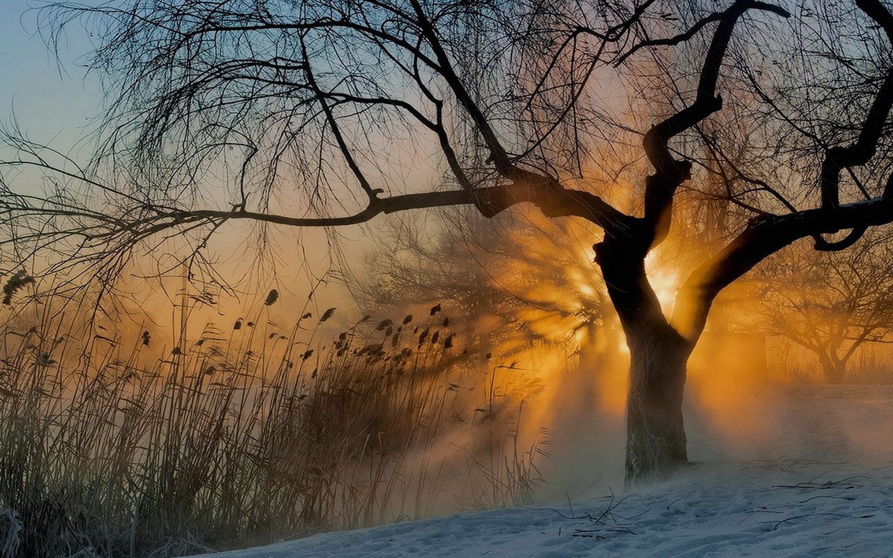 Alba invernale con albero silhouette, 1280x800 720p, PC