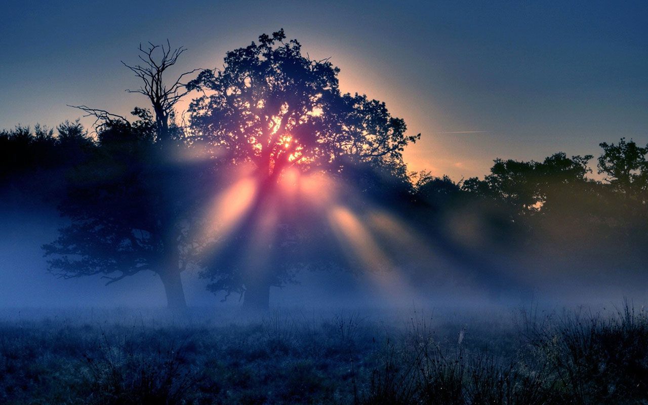 Alba tra alberi con nebbia, 1280x800 HD, Desktop