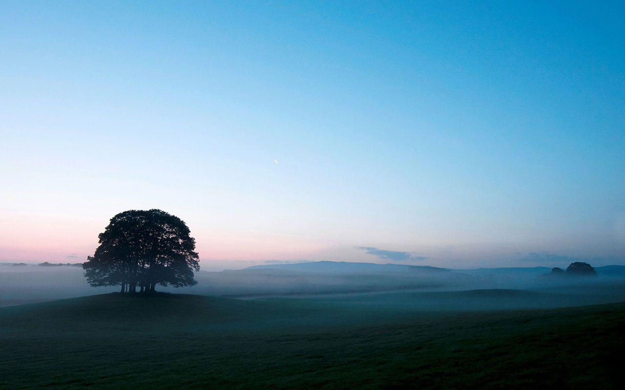 Albero solitario nella nebbia mattutina, 1280x800 720p, PC