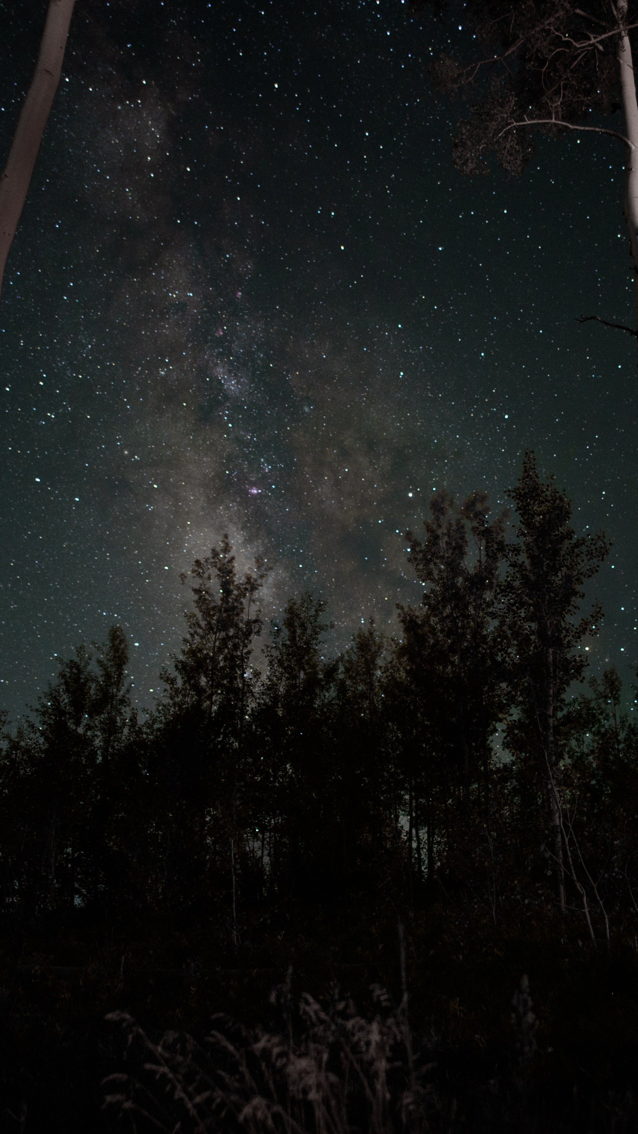 Cielo stellato via lattea alberi, 2160x3840 Verticale, Telefono