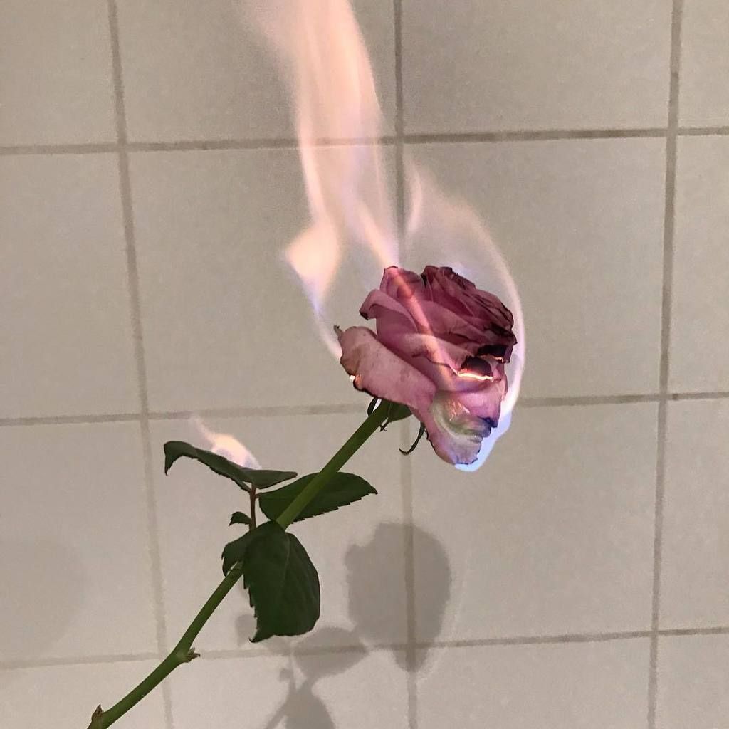 Rosa in fiamme, piastrelle, 1024x1024 HD, Laptop