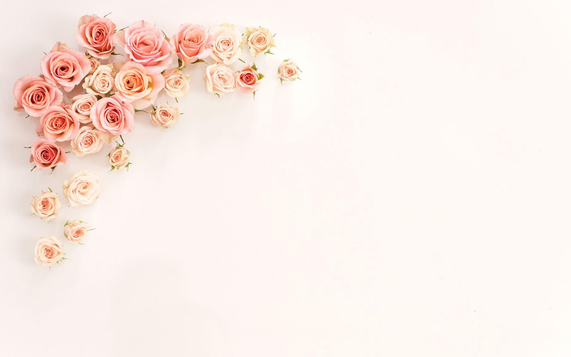 Rose rosa e pesca su rosa chiaro, 1856x1161 900p, Laptop