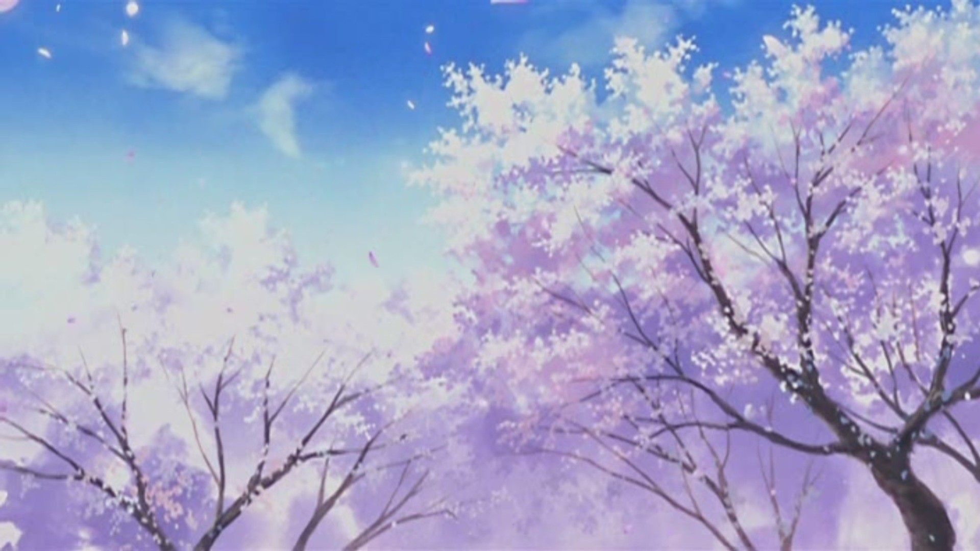 Ciliegi in fiore, cielo azzurro, 1920x1080 1080p, PC Desktop