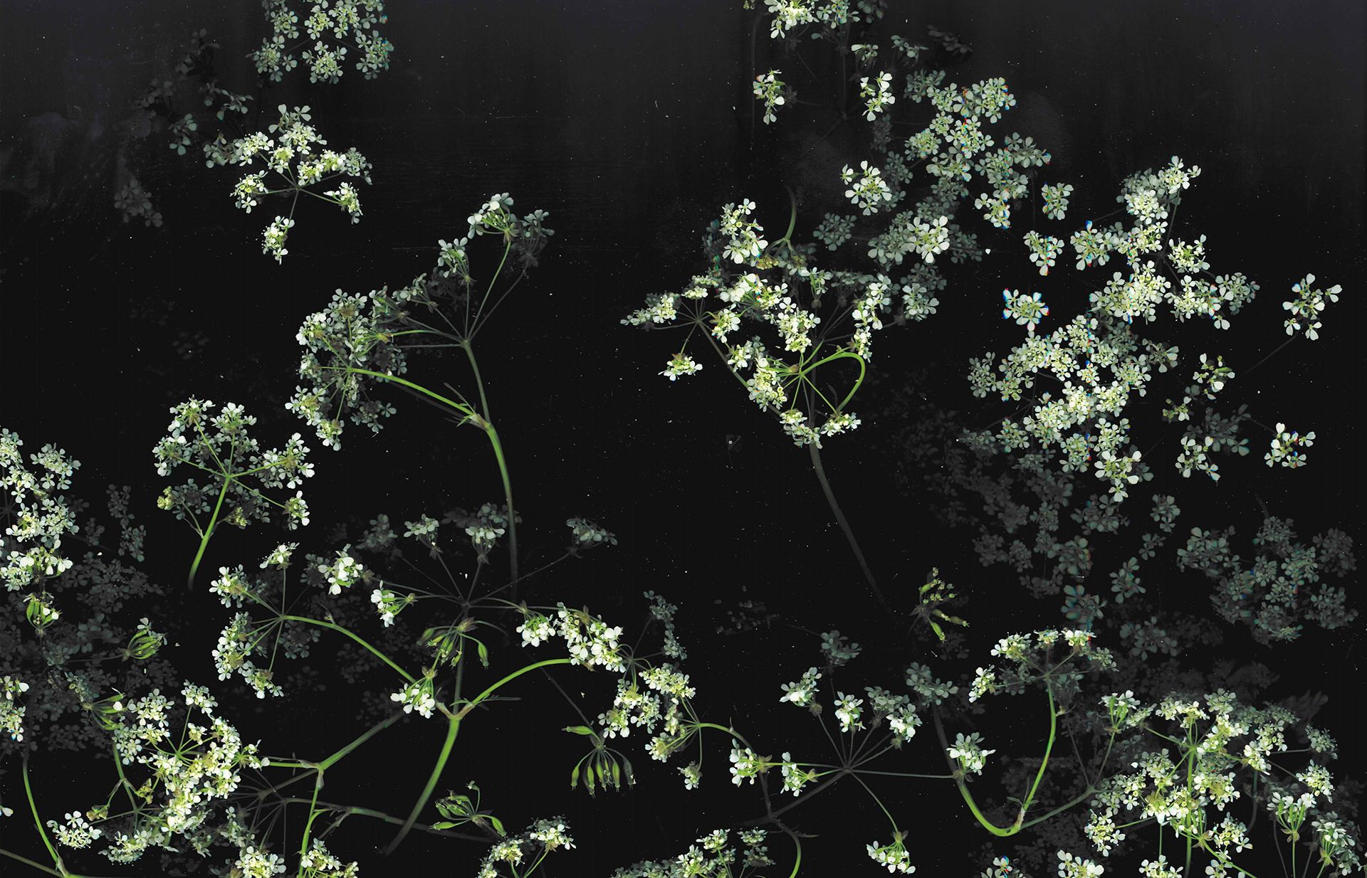 Fiori bianchi su sfondo nero, 1920x1234 WUXGA, PC Desktop