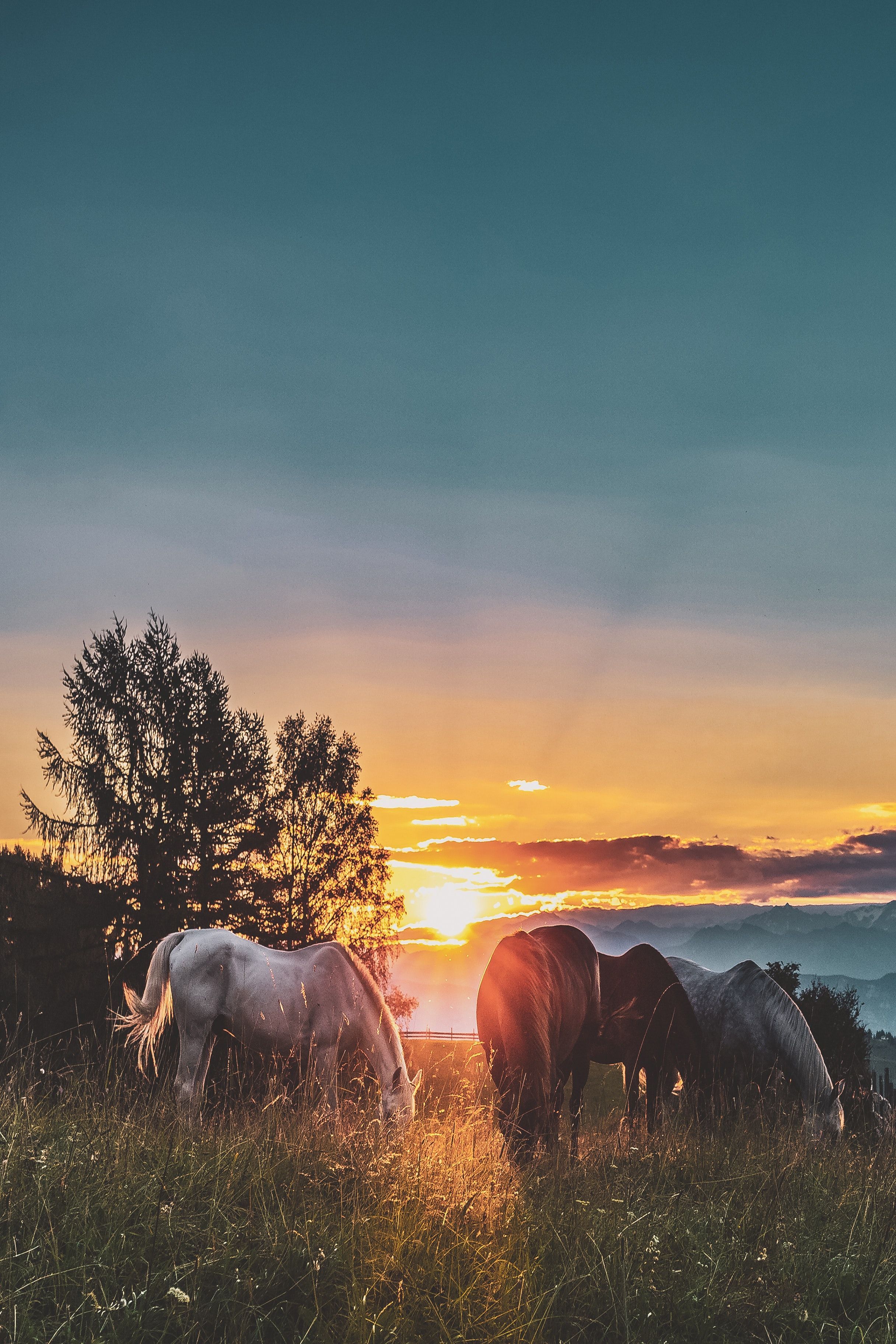 Cavalli al tramonto, prato, 2432x3648 Verticale, Telefono