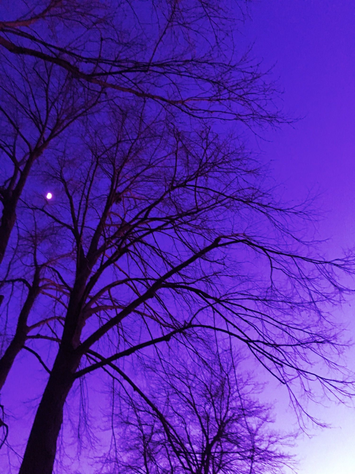 Alberi spogli cielo viola, 1500x2000 Verticale, Telefono