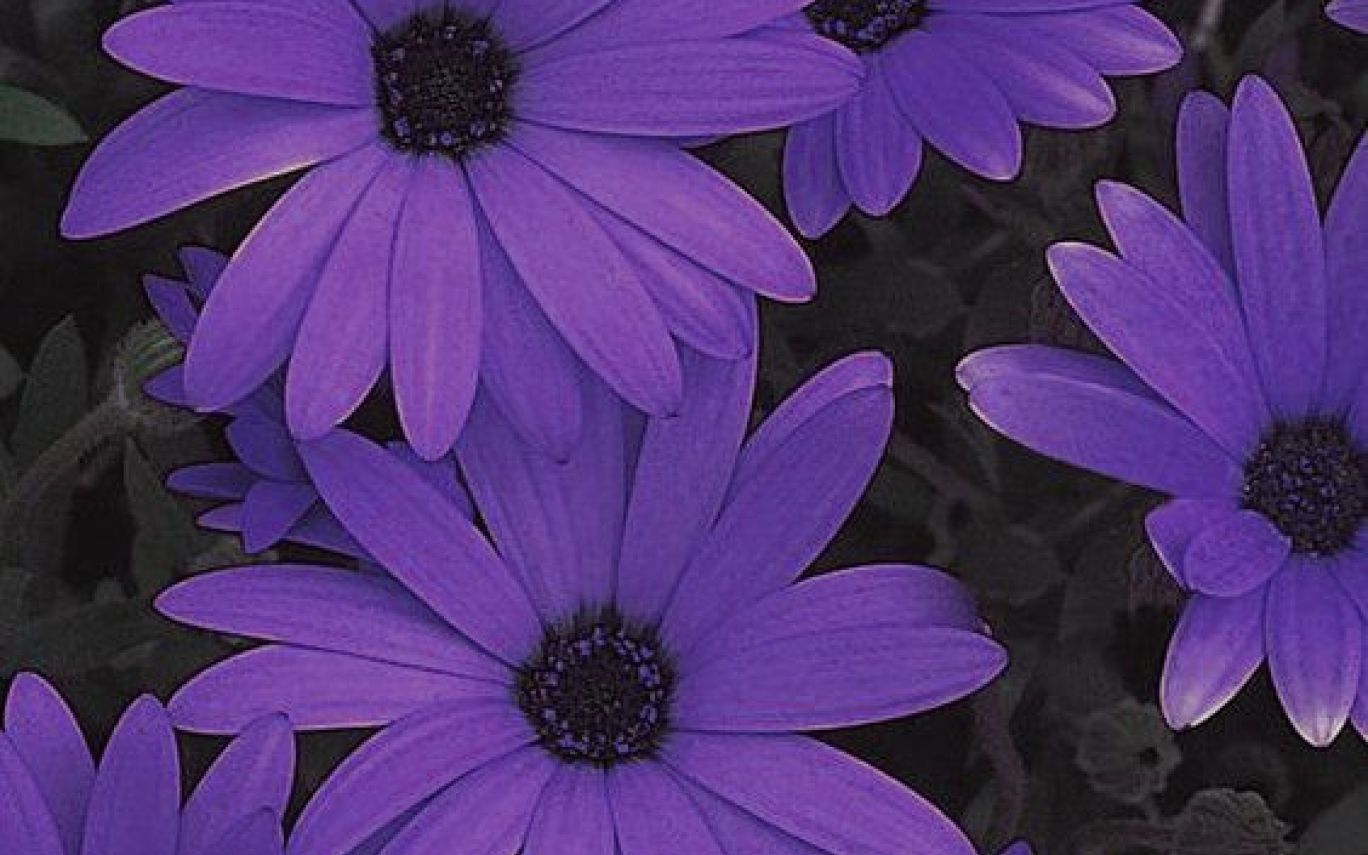 Fiori viola margherite, 1368x855 720p, Laptop