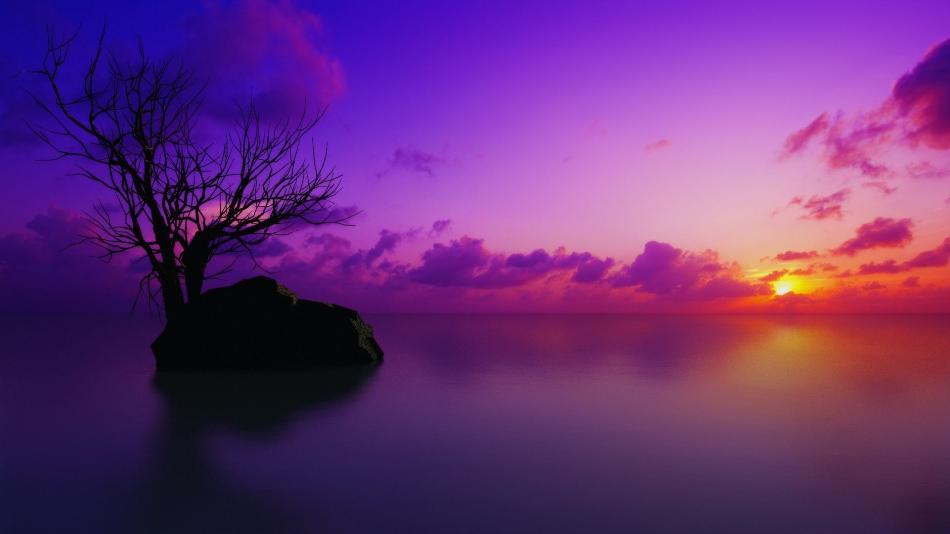 Albero silhouette tramonto viola mare, 1920x1080 Full HD 1080p, PC