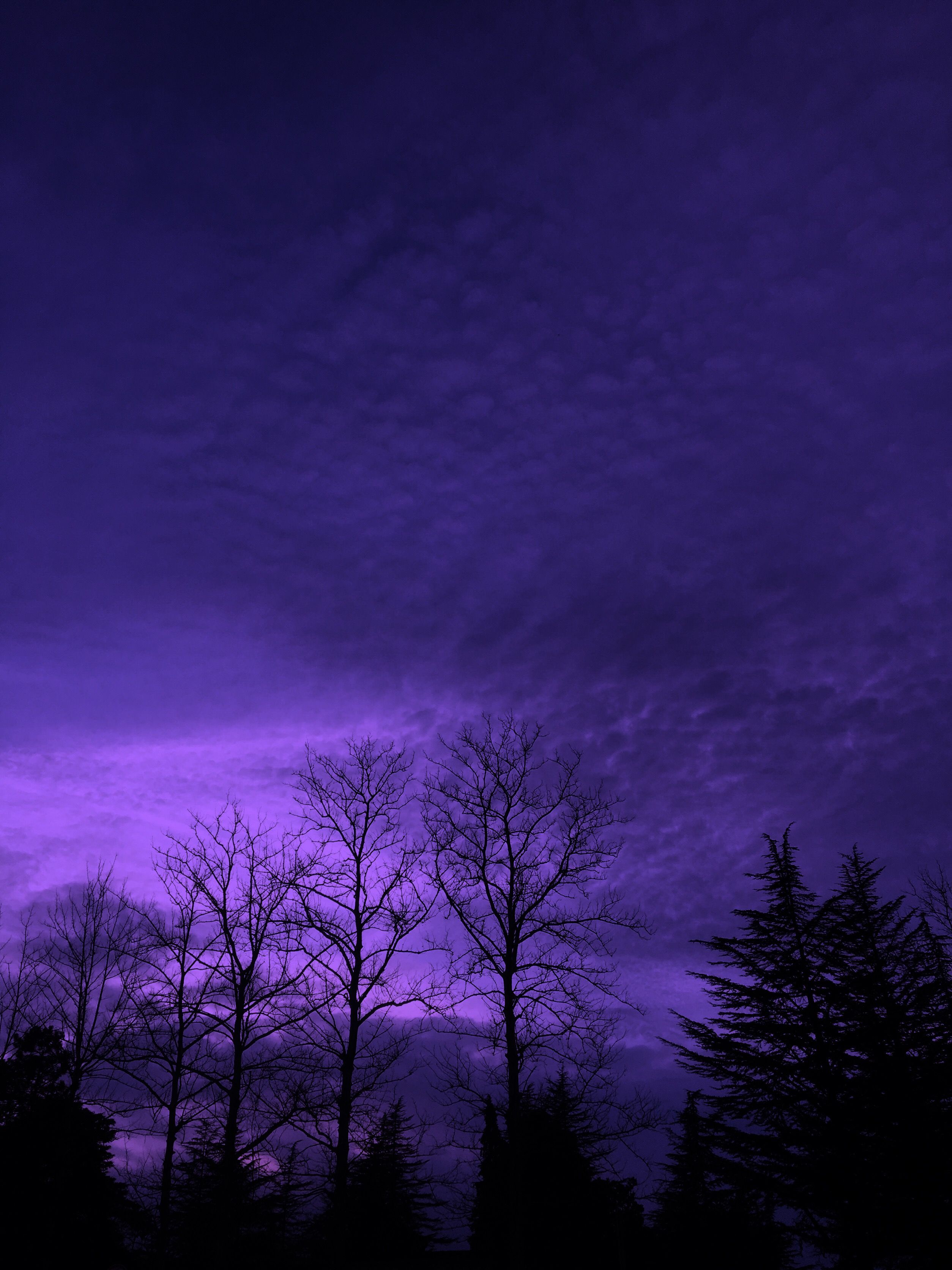 Cielo viola con sagome alberi, 2508x3344 Verticale, Telefono