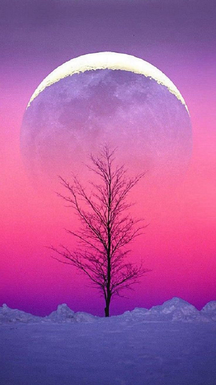 Foglia di felce viola scuro, 720x1280 Full HD Verticale, iPhone