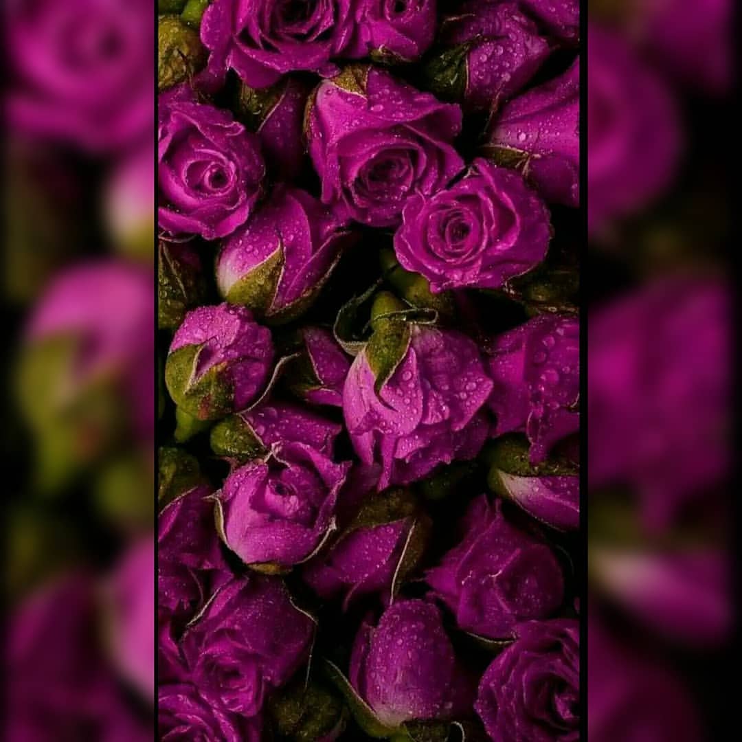 Vaporwave delfini lattina viola, 1600x2560 Full HD Verticale, Smartphone