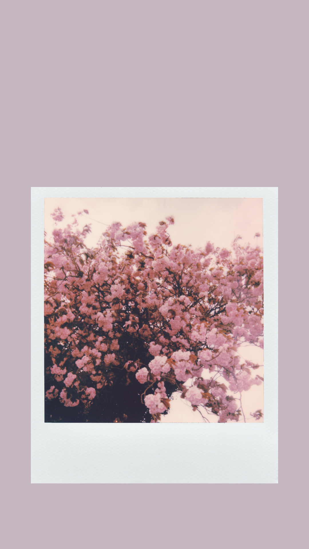 Polaroid fiori rosa primaverili, 1080x1920 Verticale, Telefono
