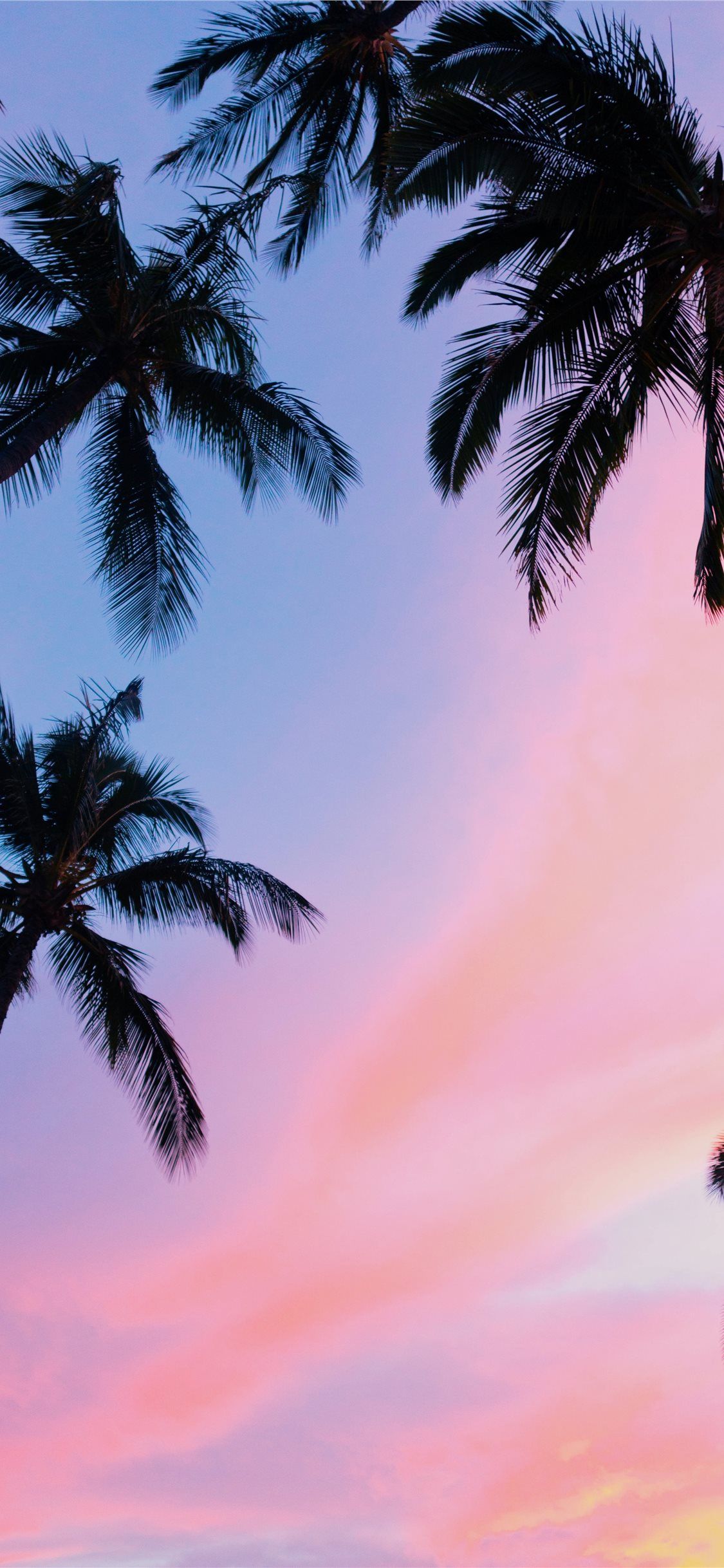 Palme al tramonto rosa, 1125x2436 Full HD Verticale, iPhone Plus