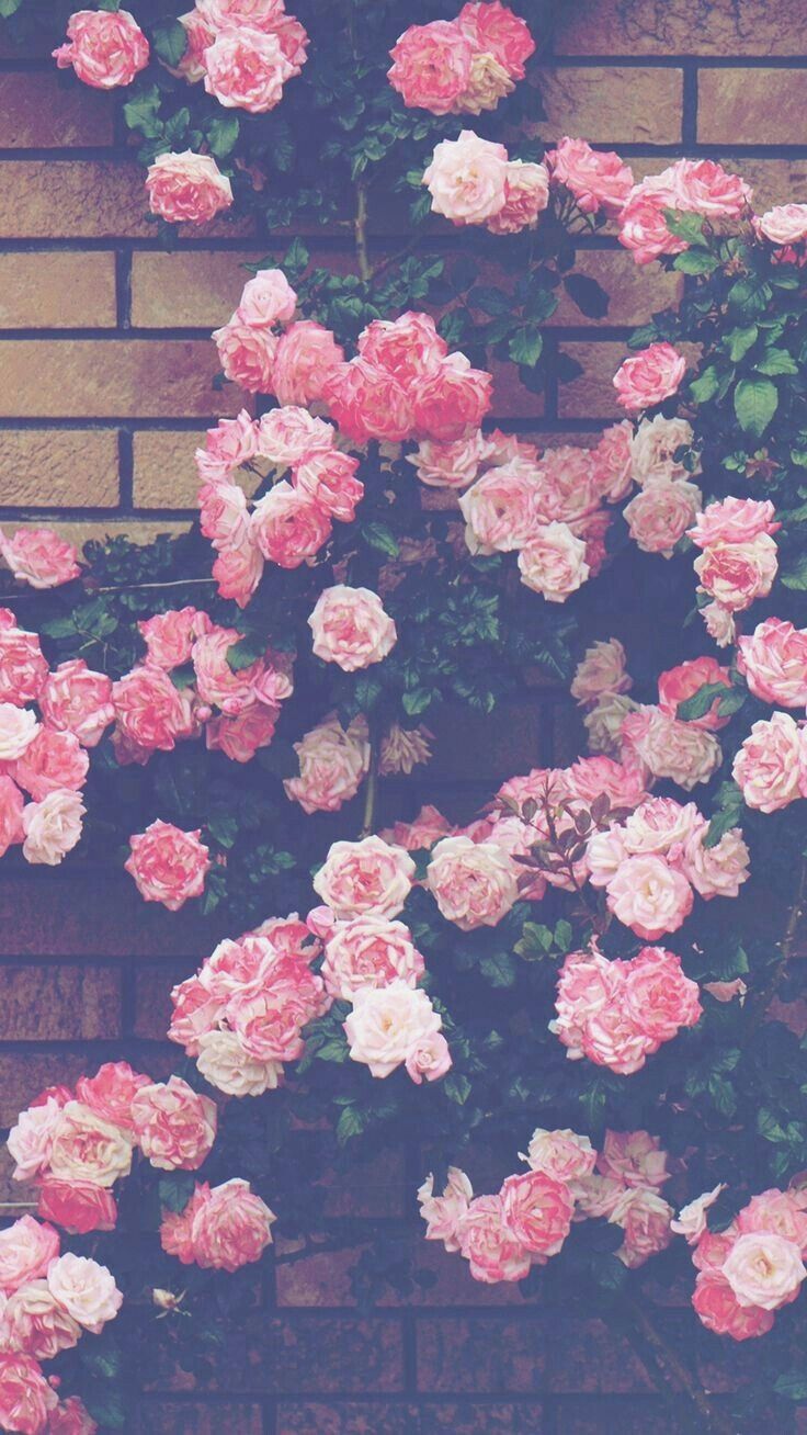 Rose rosa su muro mattoni, 736x1308 Full HD Verticale, iPhone Air