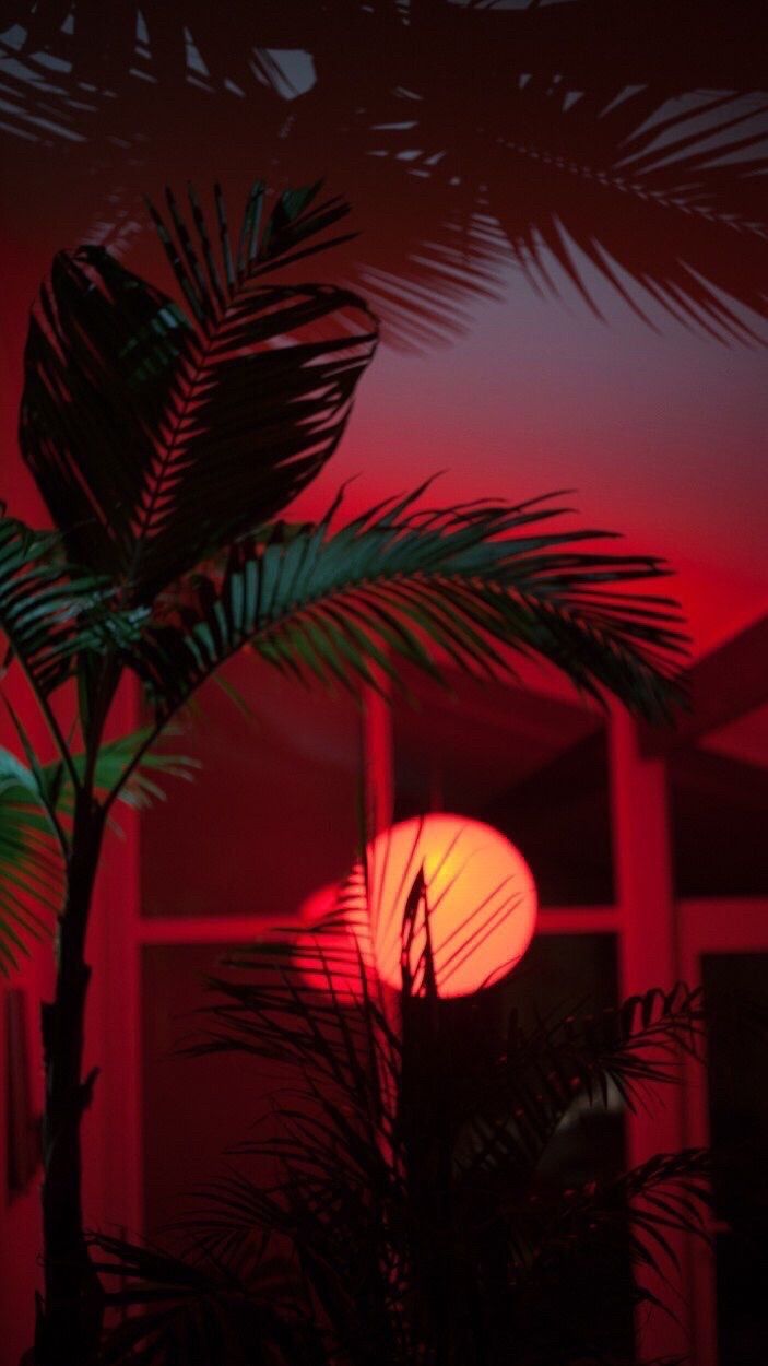 Palma silhouette tramonto rosso, 703x1250 Full HD Verticale, Smartphone