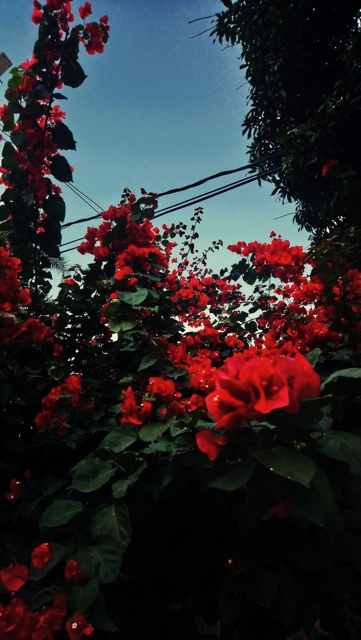 Fiori rossi bouganville, 736x1304 Full HD Verticale, iPhone