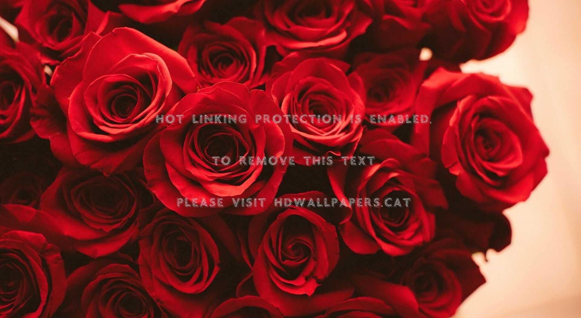 Rosa rossa sfondo grigio, 1000x1778 Full HD Verticale, iPhone