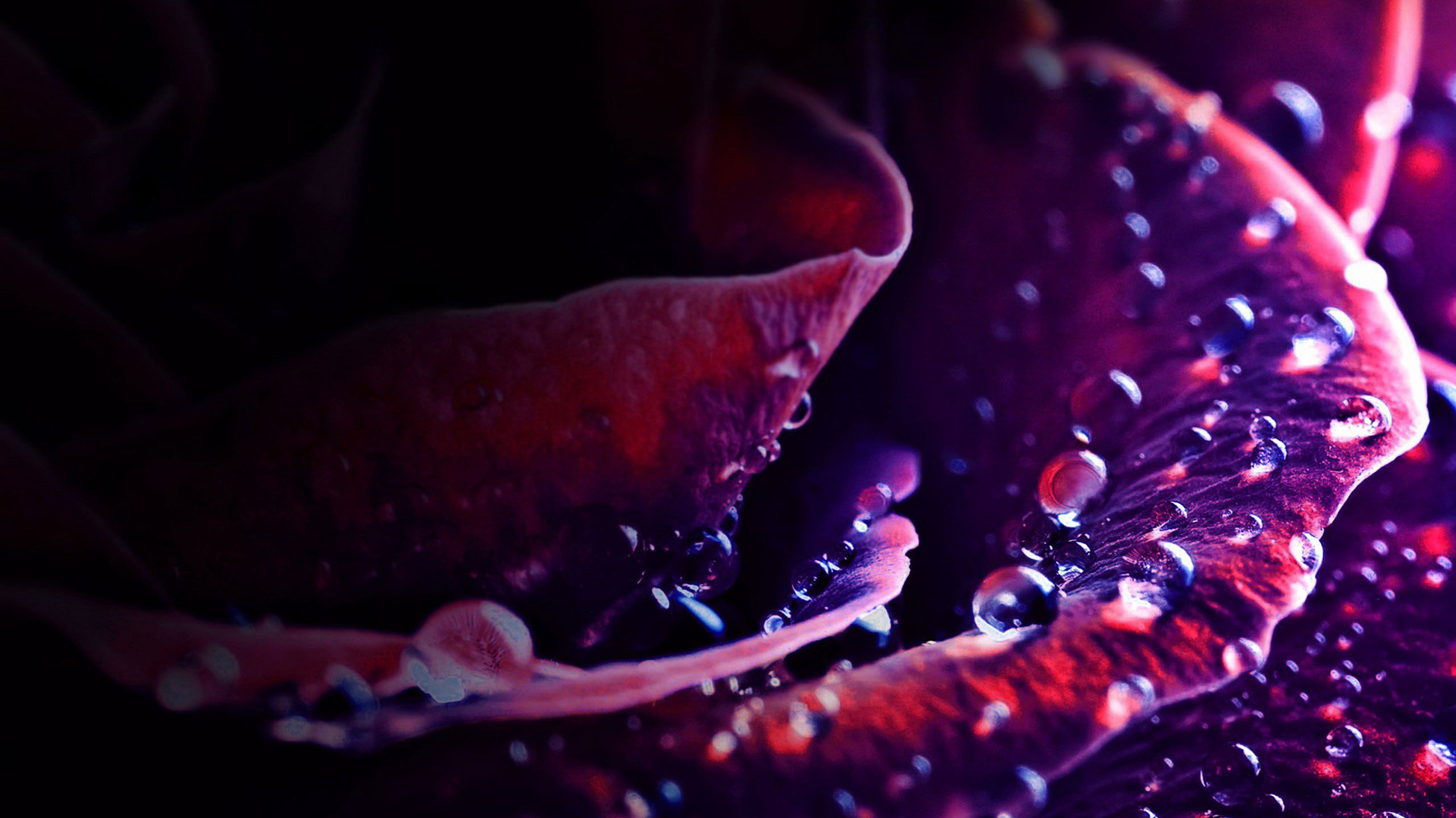 Rosa rossa con gocce d'acqua, 2560x1440 1440p, Desktop