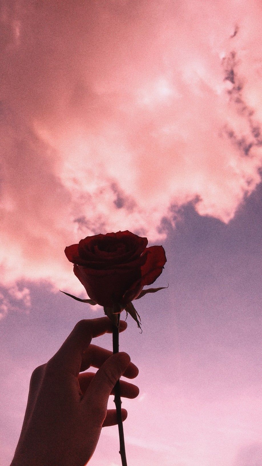 Mano con rosa rossa, cielo rosa, 918x1632 Full HD Verticale, iPhone