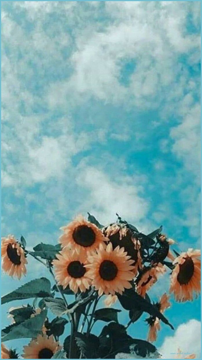 Girasoli su cielo azzurro, 698x1241 Verticale, Telefono