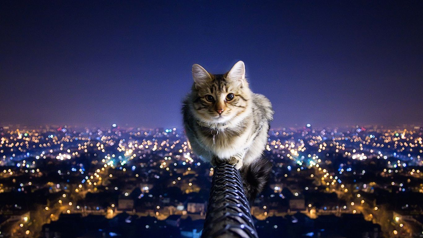 Gatto su ringhiera sopra città, 1366x768 HD, Desktop