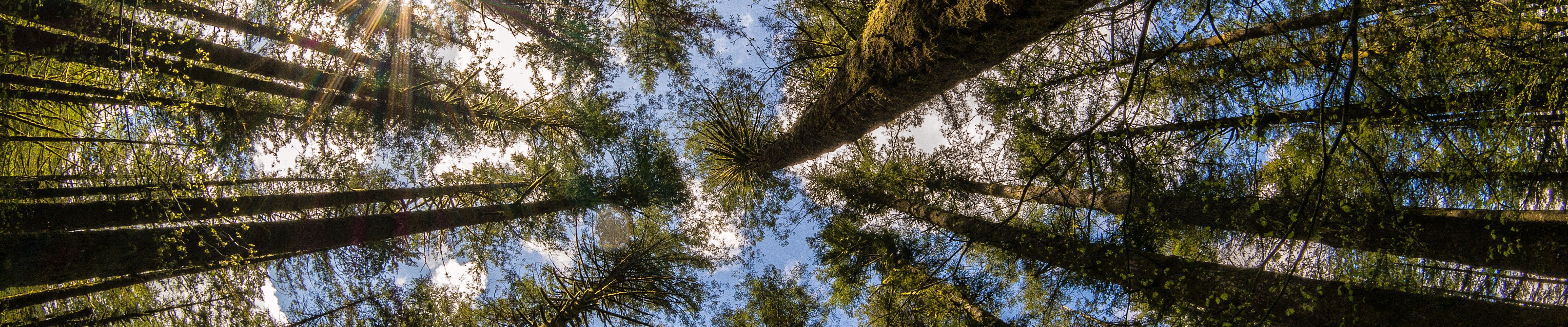Alberi visti dal basso, foresta, 5040x1050 Ultrawide, Dual Monitor