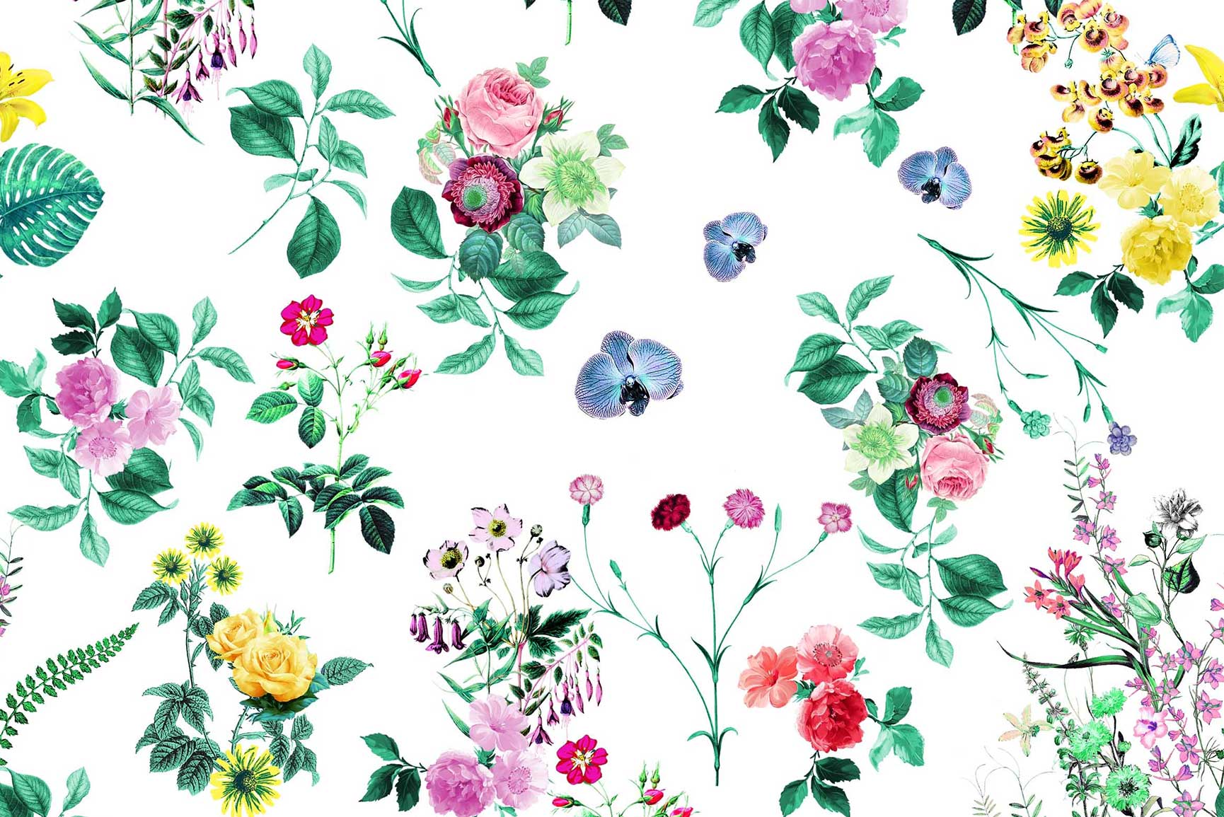 Fiori colorati su sfondo bianco, 1730x1155 HD, Desktop