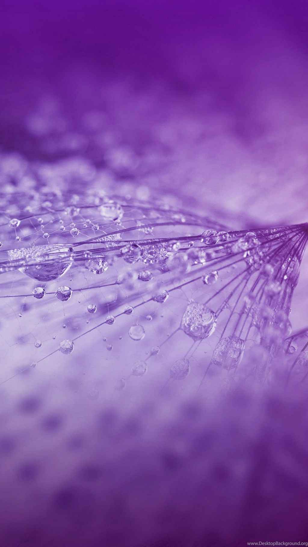 Gocce d'acqua su fiore viola, 1024x1820 Verticale, iPhone Pro