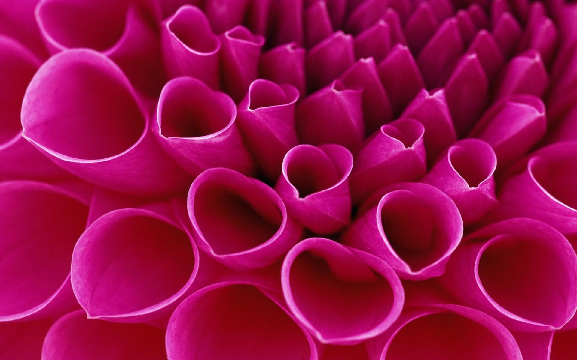 Petali fucsia a forma tubolare, sfondi per Telefono, 1920x1200 Full HD+, Desktop