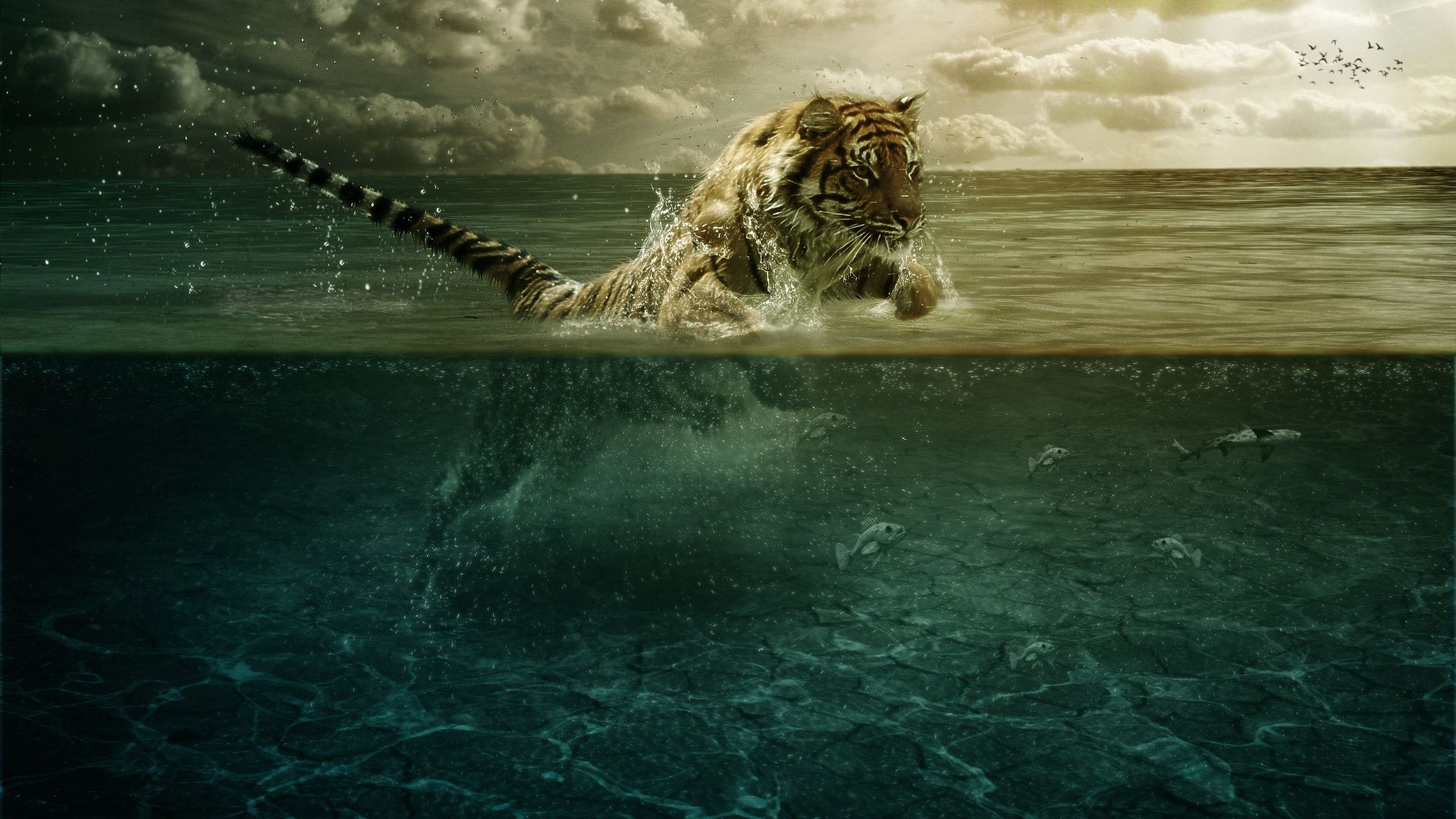 Tigre che nuota nell'oceano, 1920x1080 1080p, Laptop