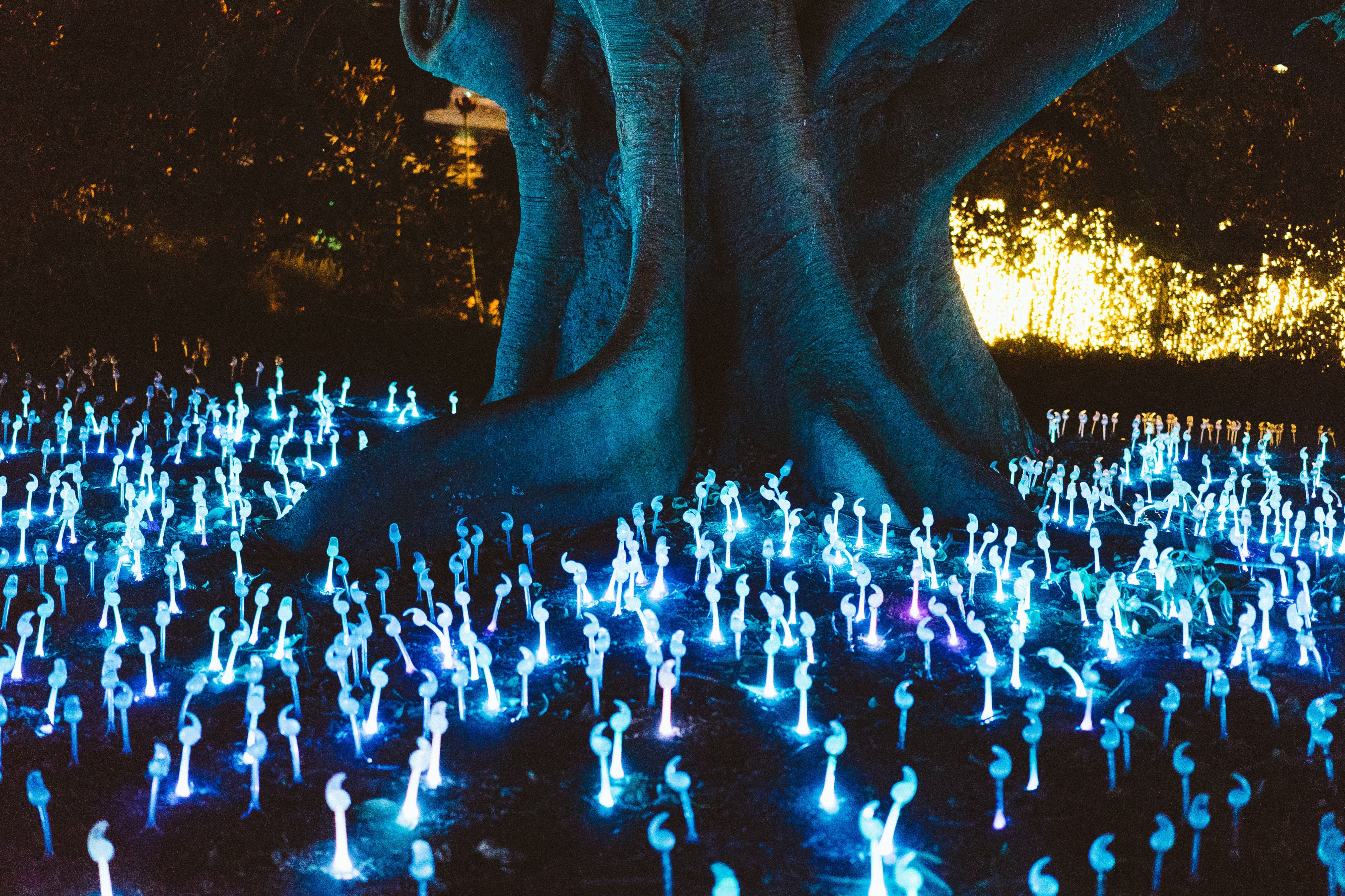 Luci blu sotto grande albero, 5400x3600 Ultra HD, 4K TV