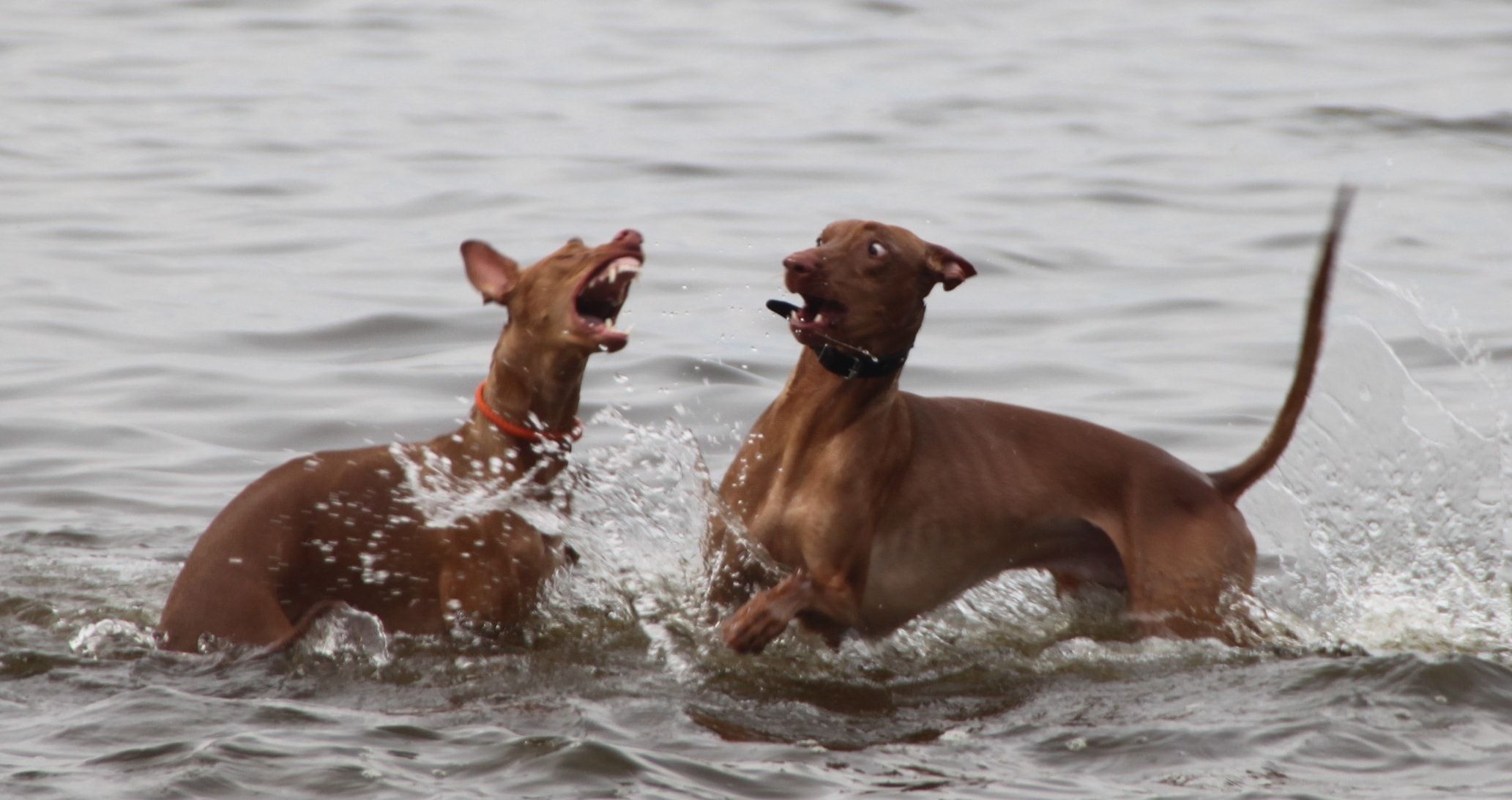 Cani Pharaoh hound in acqua, 2065x1093 Hi-Res, PC