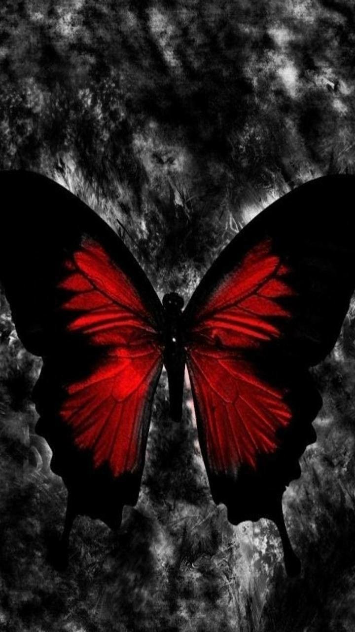 Farfalla rossa e nera, 720x1280 Verticale, Mobile