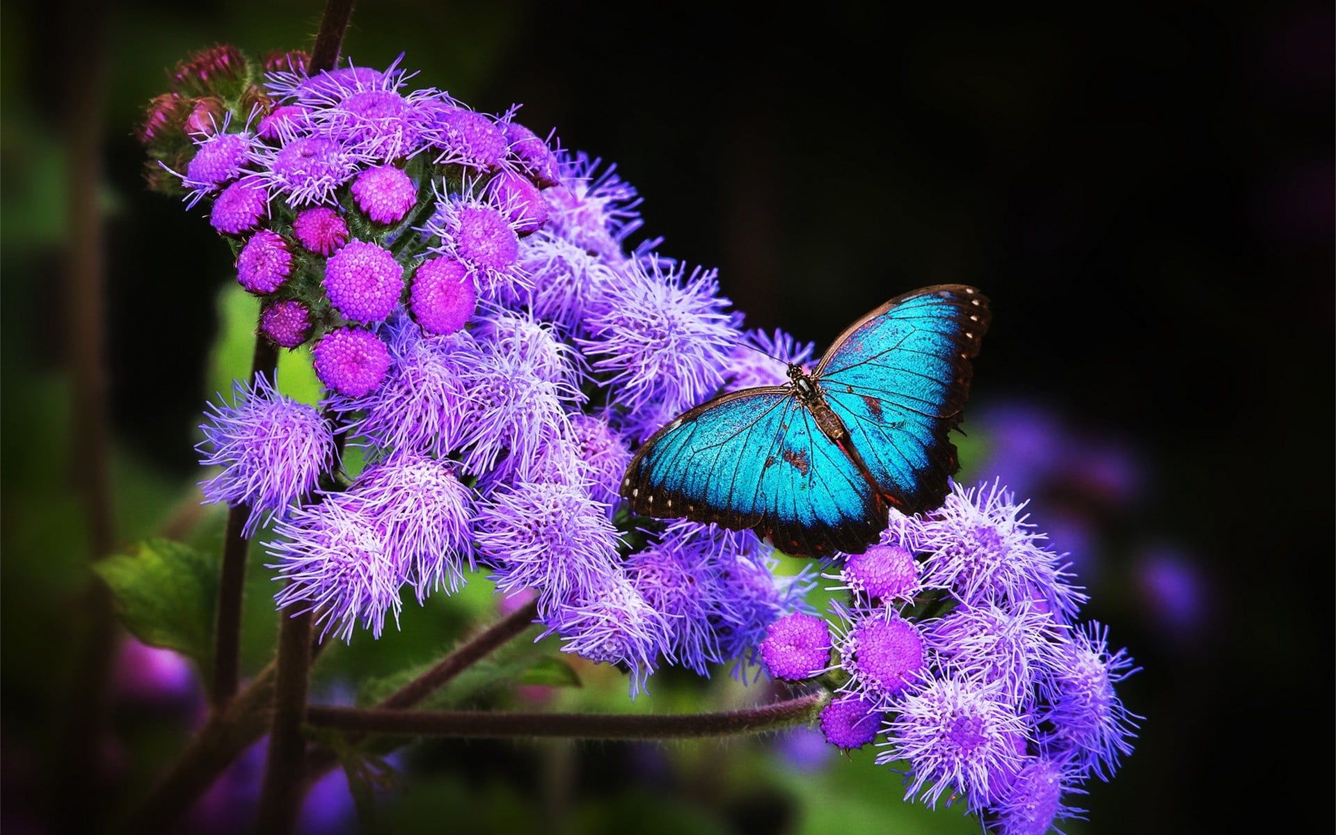 Farfalla blu neon su fiori viola, 1920x1200 Full HD+, Desktop
