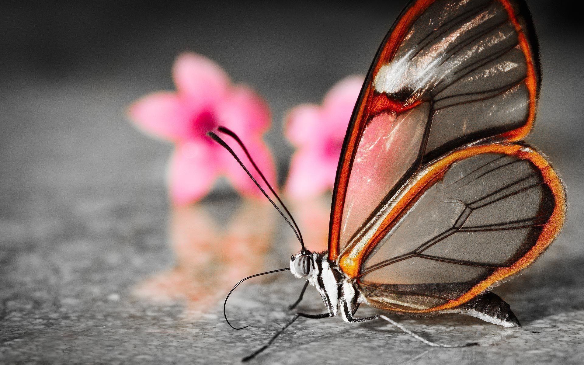 Farfalla dalle ali trasparenti, 1920x1200 WUXGA, PC Desktop