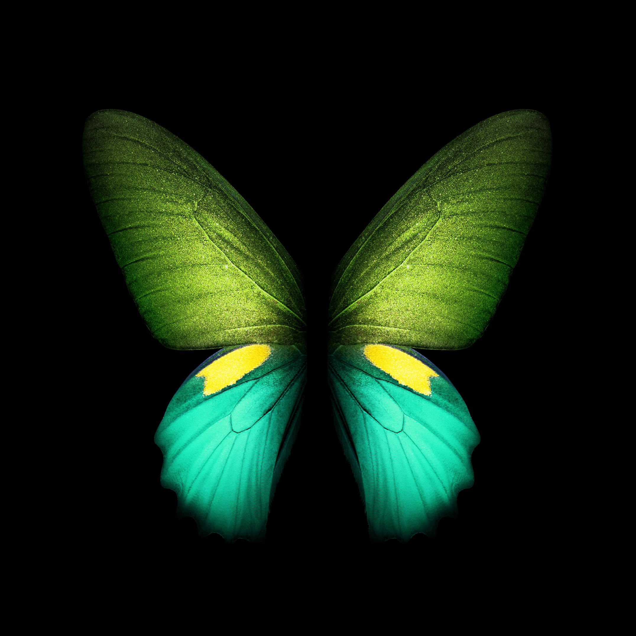Farfalla verde e turchese, sfondo nero, 2152x2152 Hi-Res, Laptop