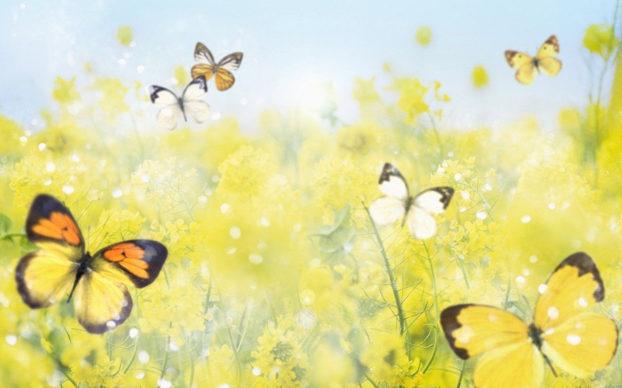 Farfalle su campo giallo, 1280x800 HD, Desktop