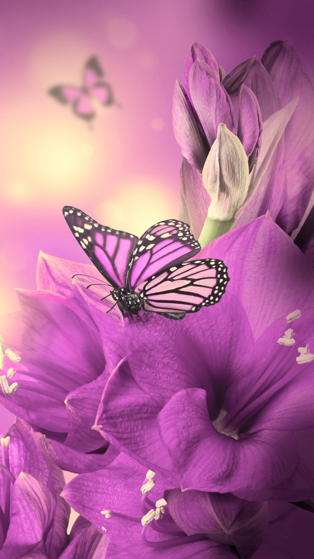 Farfalle viola su fiori, 1080x1920 Verticale, Telefono