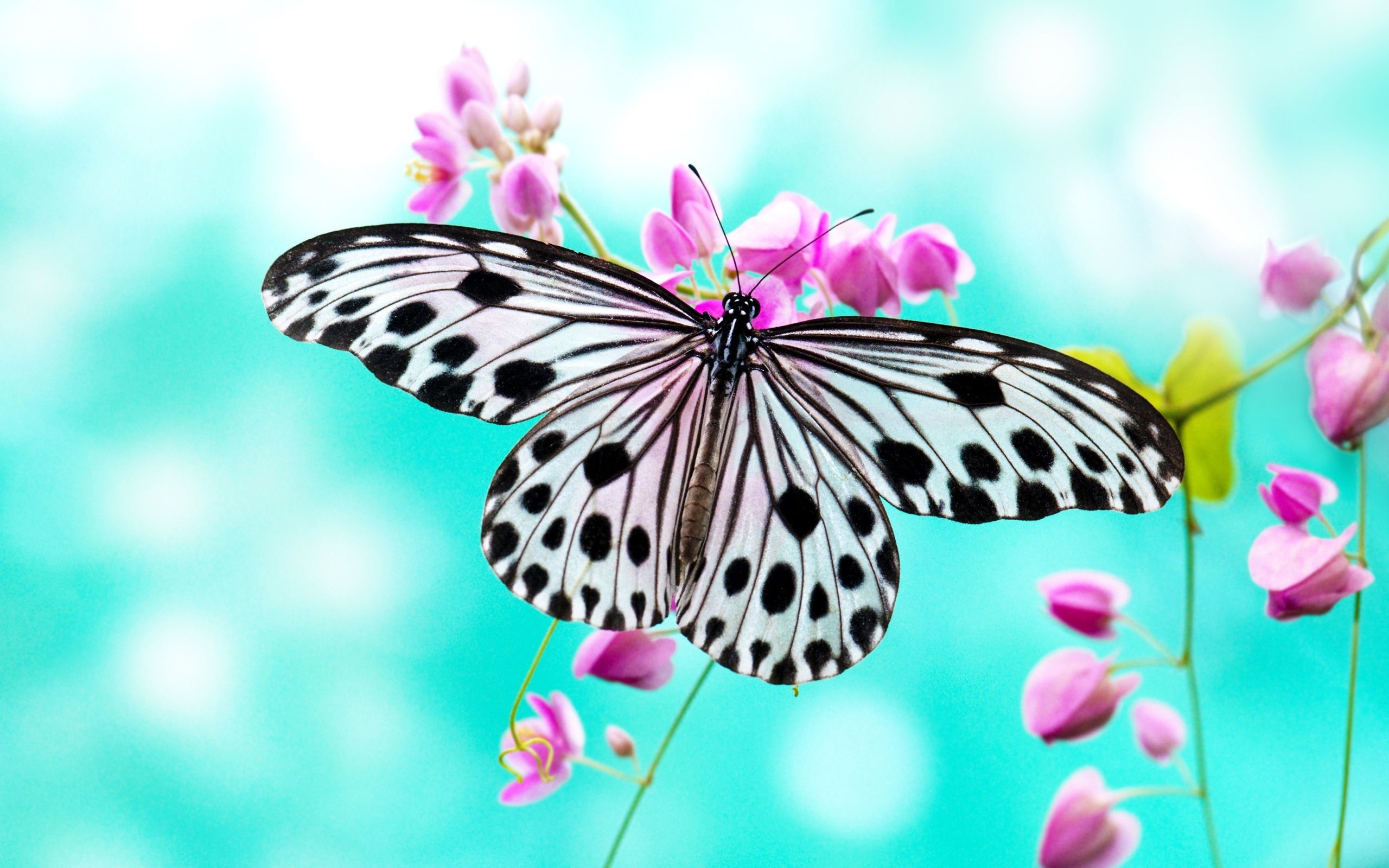 Farfalla bianca e nera con fiori, 2560x1600 2K+, MacBook Pro